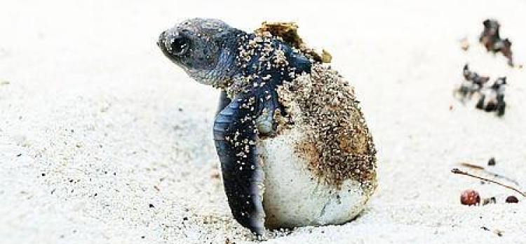 The sea turtle CARETTA - CARETTA